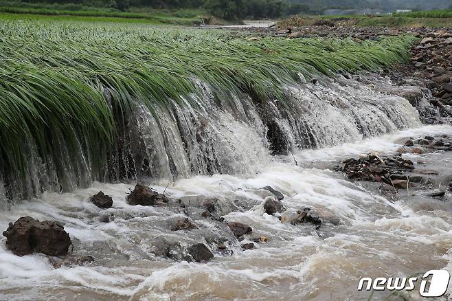 청양 농경지 범람 모습 ⓒ 뉴스1