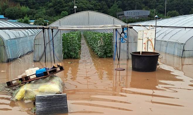 충남 청양군에 폭우가 쏟아진 14일 장평면 화산리 멜론 재배 비닐하우스가 물에 잠겨 있다. 연합뉴스