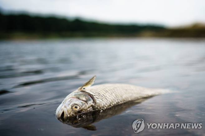 오데르강에서 폐사한 물고기 [EPA 연합뉴스 자료사진. 재판매 및 DB 금지]