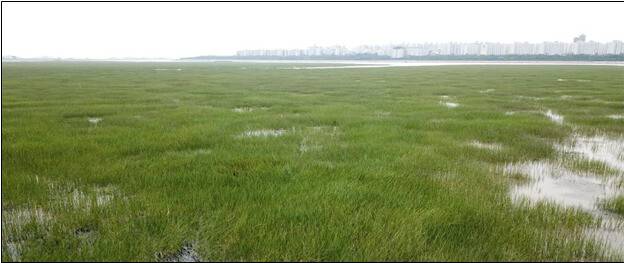 낙동강 명지갯벌의 새섬매자기 군락지.  환경부 제공