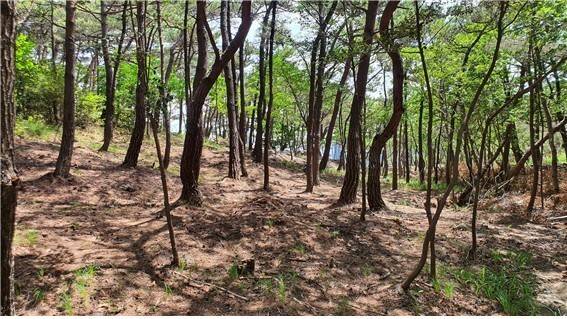부산 해운대구의 숲가꾸기를 진행한 소나무 숲. 바닥면을 보면 햇볕이 그대로 바닥까지 비추는 것을 확인할 수 있다. 빗물도 마찬가지로 바닥으로 직접 떨어지고 결국 빠르게 지표면을 따라 숲 밖으로 유출된다. 결국 피크유출량을 높여 홍수를 유발하게 된다. 홍석환 교수 제공