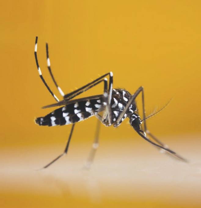 황열·뎅기열·치쿤구니아열·지카바이러스감염증 매개 모기인 흰줄숲모기. ⓒ Shutterstock