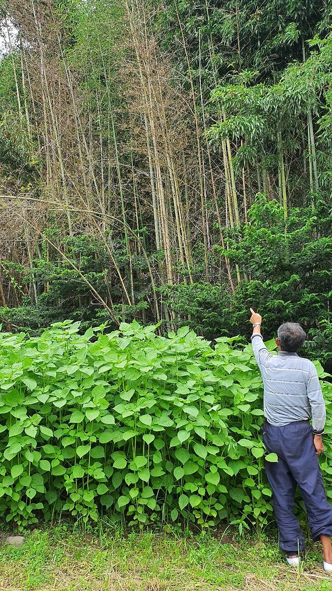 전남 담양의 대밭 주인이 대나무꽃이 개화한 후 고사한 대나무들을 가르키고 있다. 서인주 기자