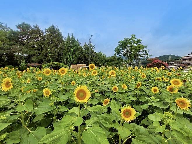 순천 드라마촬영장 '언약의 집' 주변에 해바라기가 활짝 피었다. *재판매 및 DB 금지