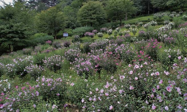 강원 홍천 무궁화수목원.&nbsp;산림청 제공