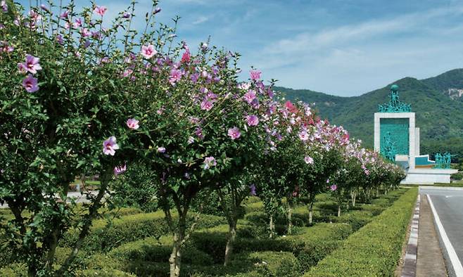 국립대전현충원 무궁화 가로수길.&nbsp;산림청 제공