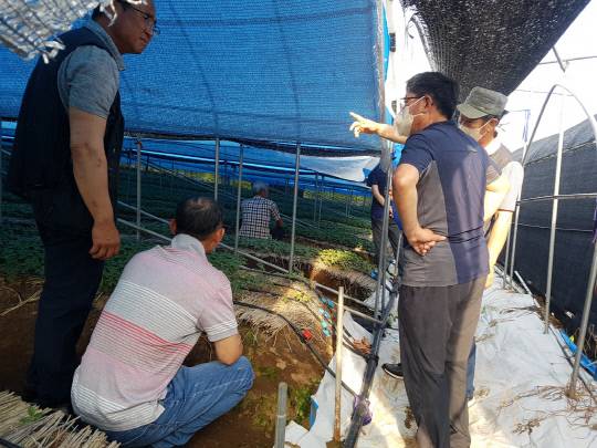 예산군농업기술센터가 관내 인삼재배 농가를 대상으로 저온, 폭설, 고온 등 이상 기후에 따른 자연재해에 효과적으로 대응하기 위한 새로운 방식의 터널식 해가림 시설을 활용한 신기술 시범사업을 추진했다.사진=예산군 제공