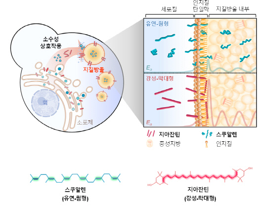 고부가 의약품 소재의 생산과 맞춤형 저장이 가능한 미생물 세포. 사진=한국화학연구원 제공