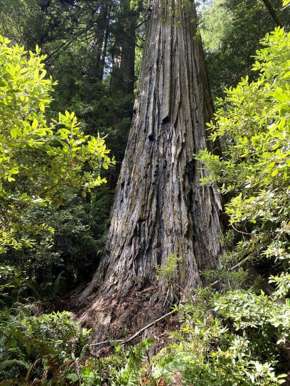 미 캘리포니아주 레드우드 국립공원은 '살아 있는 세계 최고(最高) 나무' 하이페리온 삼나무에 대한 방문객 출입을 금지한다고 지난달 31일(현지시간) 성명을 통해 밝혔다. 공원 내 외딴 지역에 있는 높이 115.92m의 이 나무에 접근하는 사람은 최대 6개월의 징역과 5000달러의 벌금이 부과된다. 이 나무는 2006년 학자들에게 발견된 이후 유명해지면서 심각한 훼손 위험에 직면했다. 2021년 9월 '하이페리온'의 모습. 뉴시스