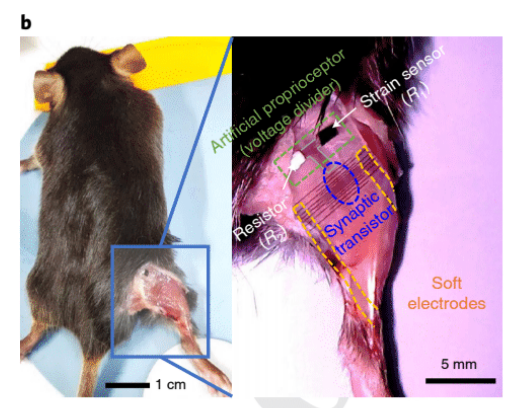 출처: 이태우 외, Nature Biomedical Engineering