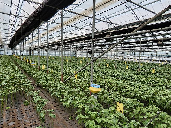 시설하우스에 친환경 병해충 방제 시설인 광유인트랩을 설치해 놓은 모습. 제주도농업기술원 제공