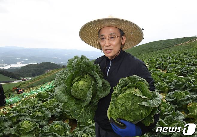 추경호 부총리 겸 기획재정부 장관이 강릉 고랭지 배추밭을 방문해 배추 생육상태를 점검하고 있다. 2022.8.13/뉴스1