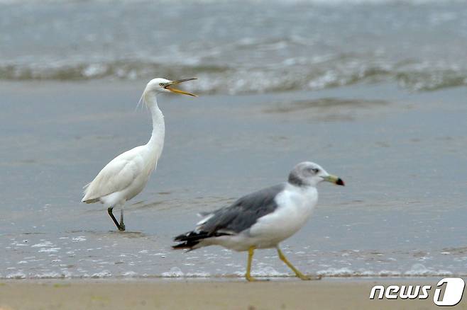 17일 오후 천연기념물 제361호인 노랑부리 백로 한마리가 경북 포항시 남구 해안에서 발견됐다. 노랑부리백로는 1988년 천연기념물 지정됐고 서해북단인 인천 옹진군 죽도면 신도에서만 번식하는 여름철새로 멸종위기에 처한 국제보호조이다. 2022.8.17/뉴스1 ⓒ News1 최창호 기자