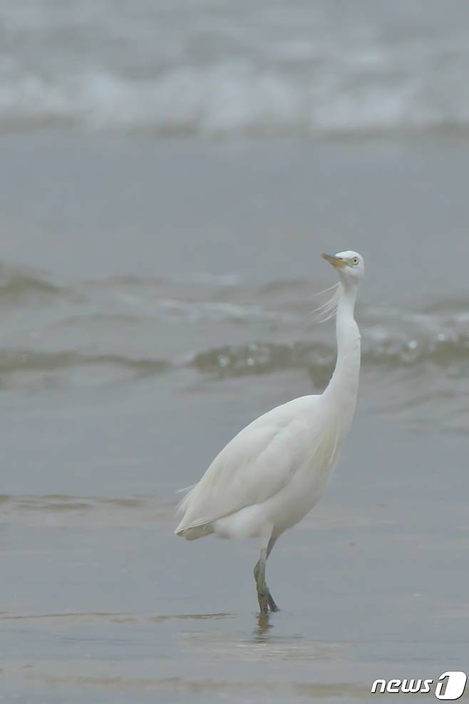 17일 오후 천연기념물 제361호인 노랑부리 백로 한마리가 경북 포항시 남구 해안에서 먹잇감을 찾고 있다.2022.8.17/뉴스1 ⓒ News1 최창호 기자