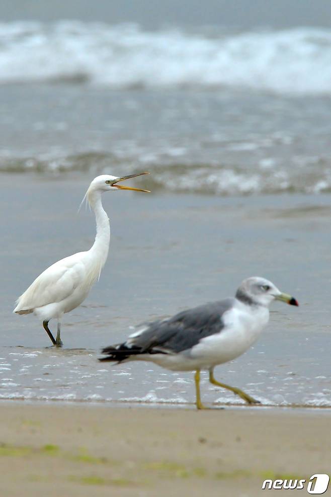 17일 오후 천연기념물 제361호인 노랑부리 백로 한마리가 경북 포항시 남구 해안에서 갈매기와 함께 먹잇감을 찾고 있다.2022..8.17/뉴스1 ⓒ News1 최창호 기자