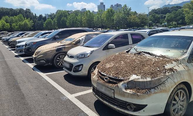 16일 경기 과천시 서울대공원에 흙탕물을 뒤집어쓴 침수 차량들이 줄지어 서 있다.