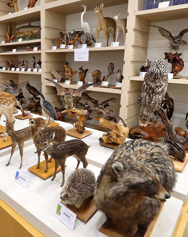 DMZ박제관[사진/조보희 기자]