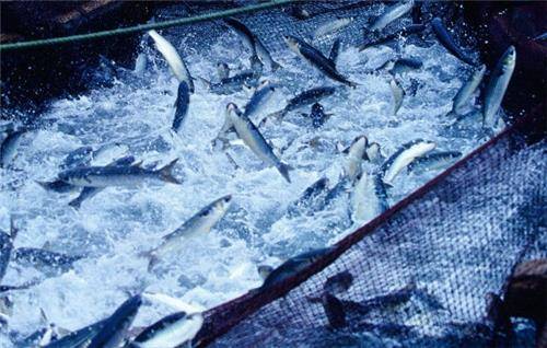 숭어 포획 모습 [거제시 제공. 재판매 및 DB 금지]