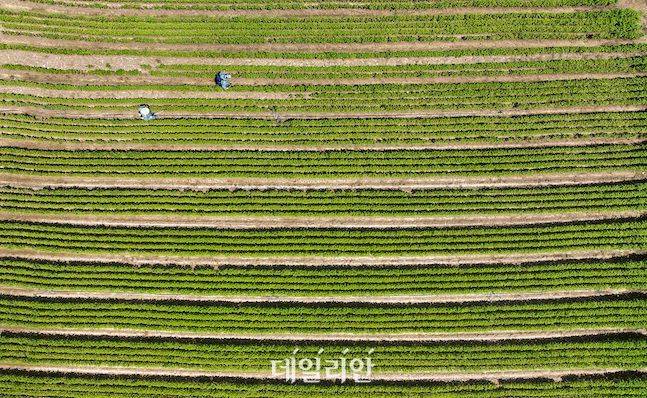 이 시기 메밀밭은 하얀색 물결로 가득하다. 그러나 지난해부터 고령지연구소에서는 황금색 메밀인 황금미소 재배에 한창이다. ⓒ배군득 기자