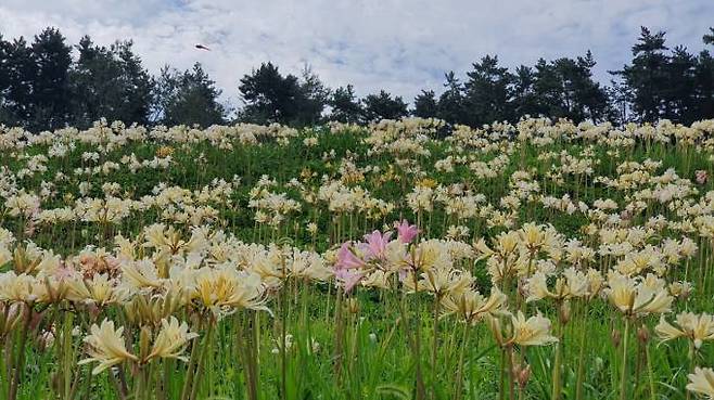 부안 변산마실길 제2코스에 붉노랑산사화가 꽃을 피워 늦은 여름 낭만적인 정취를 자아내고 있다. (사진=부안군)
