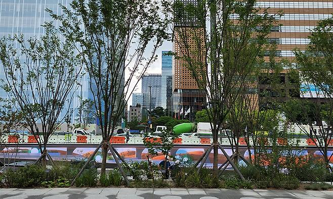 광화문광장에 조성한 참느릅나무 숲