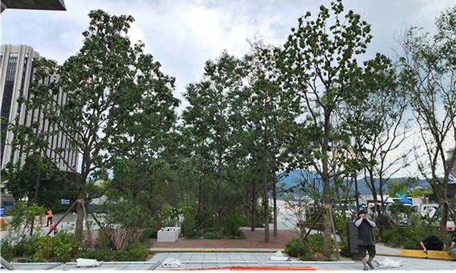 광화문광장에 조성한 참나무숲