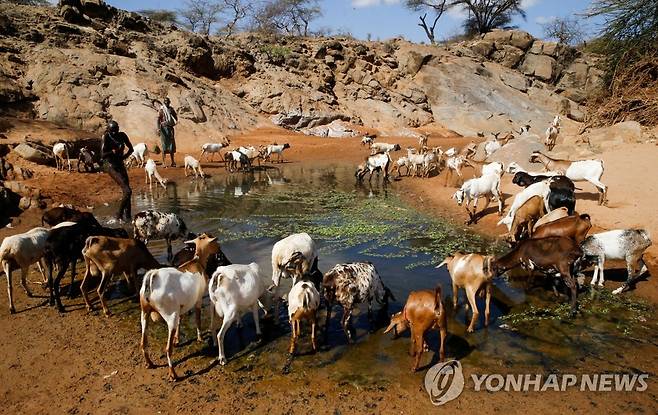 물 찾아 모여든 염소들 (왐바 로이터=연합뉴스) 지난달 27일(현지시간) 케냐 왐바 지역에서 염소들이 물을 마시기 위해 모여 있다.