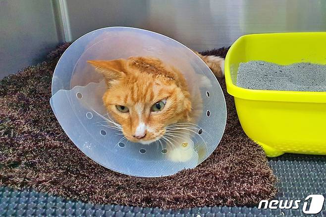 서울의 한 사무실에서 키우고 있는 고양이가 최근 동물병원에서 종양 제거 수술을 받고 회복했다. ⓒ 뉴스1 최서윤 기자