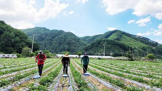필리핀 산후안시에서 온 외국인 계절근로자들이 지난달 27일 강원 홍천군 내면의 한 농가에서 일하고 있는 모습. 박진호 기자