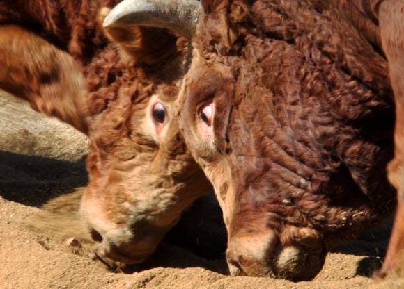 17일 충북 보은서 개막한 제8회 전국민속소싸움대회에서 싸움 소들이 눈을 부릅뜬채 힘을 겨루고 있다. 이 대회는 보은대추축제의 일환으로 사흘 동안 펼쳐진다. 연합뉴스