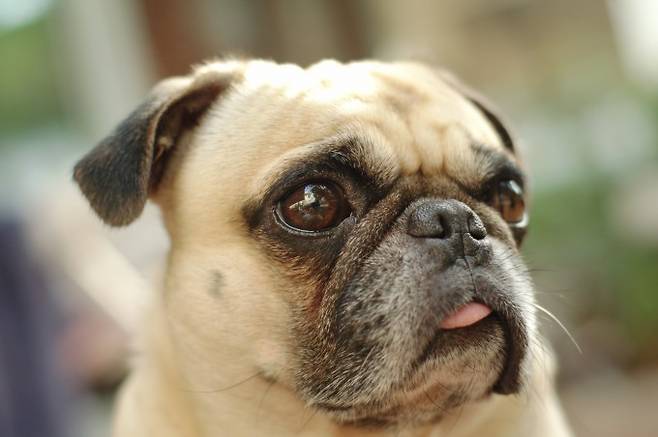 일본 아자부대 연구팀이 개가 주인과 재회할 때 눈물을 흘린다는 사실을 입증하고 국제학술지 '커런트 바이올로지' 8월 22일자에 발표했다. 게티이미지뱅크제공
