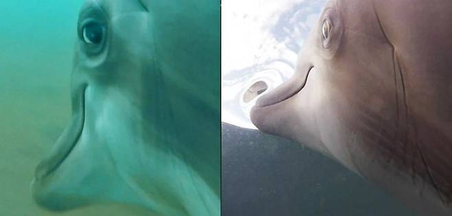 돌고래 몸에 부착된 카메라로 본 돌고래의 모습