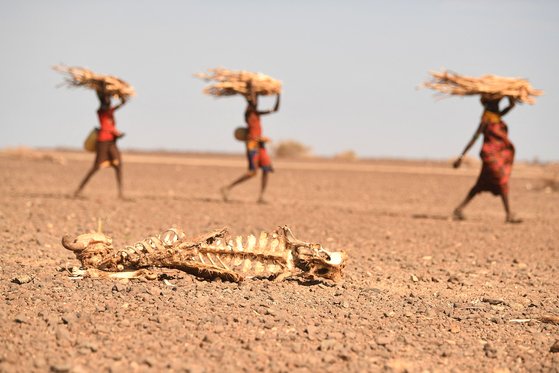 지난달 12일 오랜 가뭄에 시달리는 케냐 북부 마르사빗의 로이양갈라니 지역에서 투르카나 여성들이 땔감을 운반하고 있다. AFP=연합뉴스