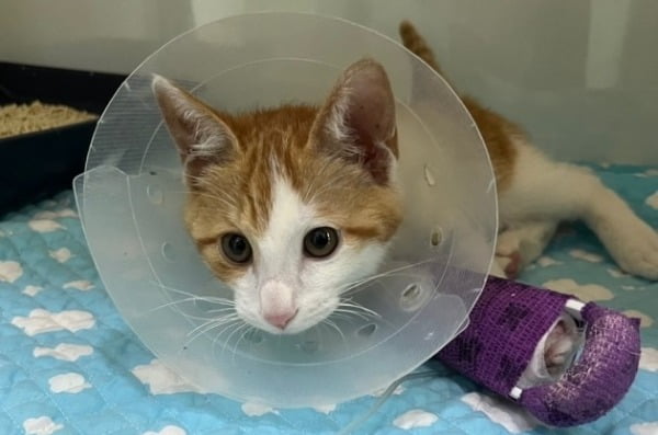 발길질 당하는 등 학대 당한 새끼 고양이 '방구'가 수술을 받고 회복 중이다. /사진=연합뉴스