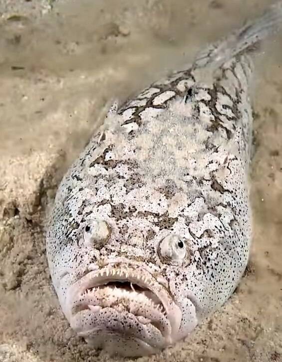 얼룩통구멍이 몸을 움직여 바다바닥의 모래속으로 파고들고 있다. 이 물고기는 이렇게 매복했다가 근처를 지나가는 먹잇감을 단숨에 삼켜버린다. /Crazy Creatures 페이스북