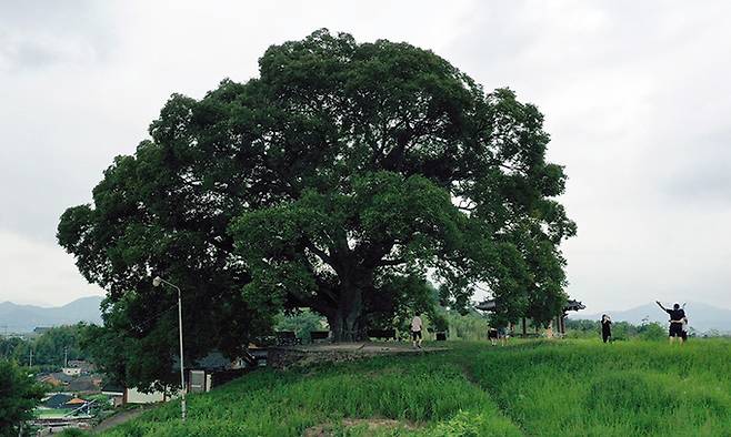 천연기념물로 지정 예고된 창원 북부리 팽나무.
