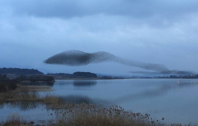 가창오리의 군무. 지상에서 보는 것과 달리 무리 속에서는 서로의 움직임이 그리 혼란스럽지 않을 것이다. 한겨레 자료사진.