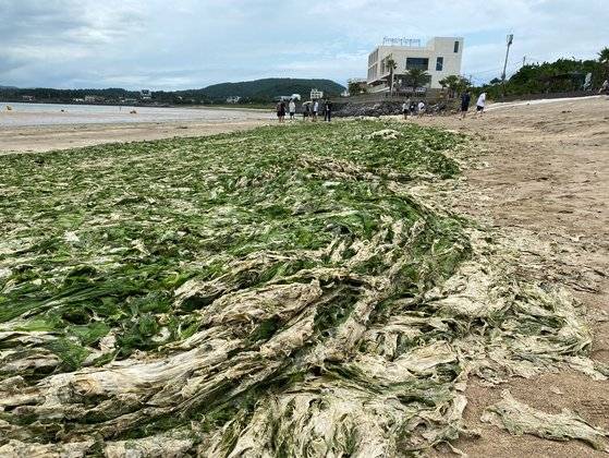 지난 24일 오전 서귀포시 성산읍 신양해수욕장을 뒤덮은 구멍갈파래때문에 일부 관광객들은 물놀이를 포기했다. 최충일 기자