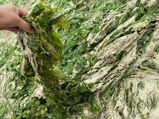 지난 24일 낮 12시 제주시 구좌읍 하도해수욕장에서 마른 구멍갈파래를 손으로 뜯어 올리자 악취가 나고 벌레까지 발견됐다. 최충일 기자