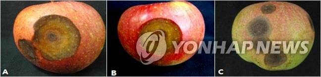 사과 탄저병  연합뉴스 자료사진
