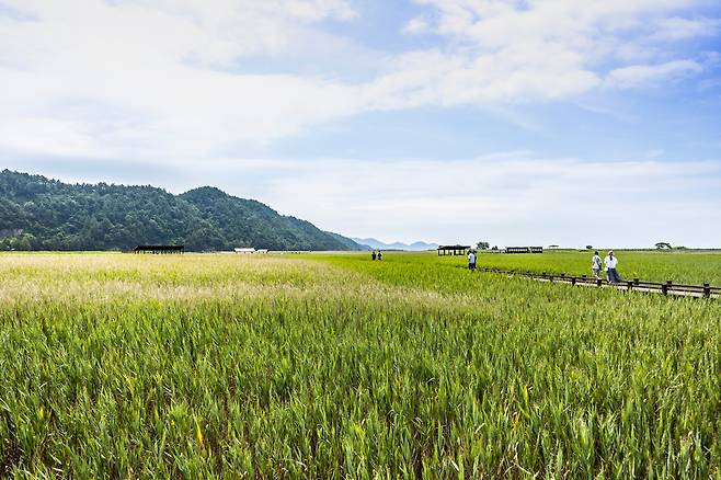 '마침내' 조금씩 노란빛으로 물들기 시작하는 '순천만 습지'의 갈대. 갯벌 생태계의 보고(寶庫)다. / 이신영 영상미디어 기자