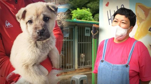 충남 당진의 보호소 동물과공존하는당신(동공당)은 불법 개농장을 지역 주민의 힘으로 철거한 보기 드문 성공 사례이다. 최민석 기자