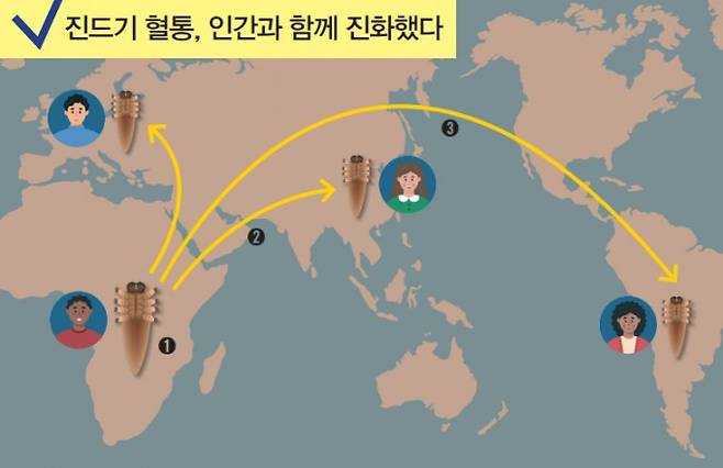 ➊ 모낭충은 사람속이 나타날 무렵인 240만 년~380만 년 전 처음 등장했다. ➋ 약 38만 년 전 현생인류가 아프리카에서 등장한 뒤, 아시아로 이동했다. 이때 모낭충이 함께한 것으로 추정된다. ➌ 현생인류는 각 대륙으로 흩어져 고립된 생활을 하며 피부 특징이 달라졌다. 피부 환경에 적응해야 하는 모낭충 역시 그에 맞게 각각 다르게 진화하며 혈통이 나뉜 것으로 추정된다. 어린이과학동아DB