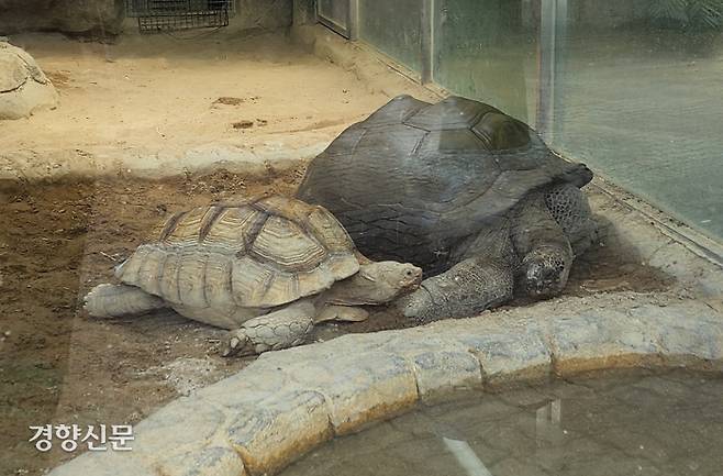 알다브라육지거북 ‘장수’(오른쪽)와 설가타육지거북이 지난 22일 대전 오월드 동물원(쥬랜드)의 사육장에서 놀고 있다.