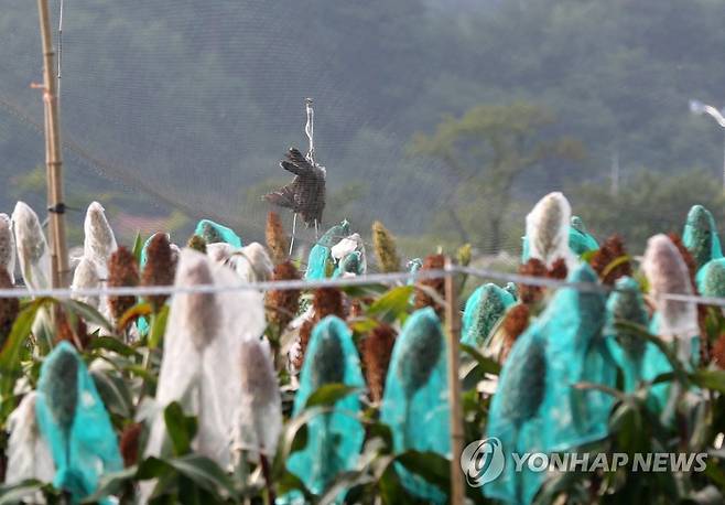 새와의 전쟁…죽은 새가 걸려 있다. [연합뉴스 자료사진]