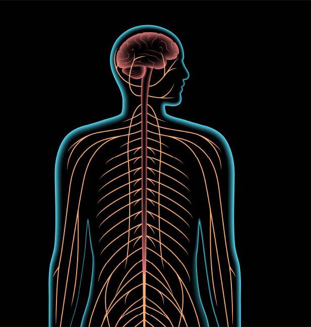 자율신경은 교감신경과 부교감신경의 상호작용을 조절한다. [Gettyimage]