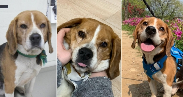 "같은 비글 맞죠?" 임시보호를 경험하면서 모티의 표정은 점점 밝아졌다. 인스타그램 morty_beagle2017