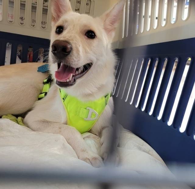 백구 여우가 대형 이동장(캔넬) 안에서 미소짓고 있다. 이날 백구는 임시보호자의 품을 떠나 미국으로 떠났다.