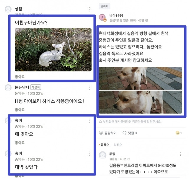 꼬미를 목격했다는 제보들이 동네 기반 중고거래앱 '당근마켓'에 올라왔다. 20~30분마다 올라온 제보 덕분에 꼬미를 추격할 수 있었다.