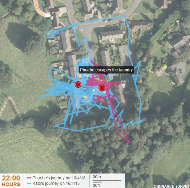 수컷 고양이의 일일 행동 반경(푸른 색)은 암컷(붉은 색)에 비해 최대 10배 넓다. 영국 BBC